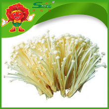 Frozen enoki mushrooms top quality White needle mushroom